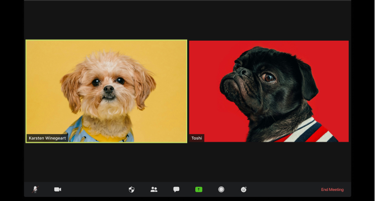 two dogs in a virtual meeting